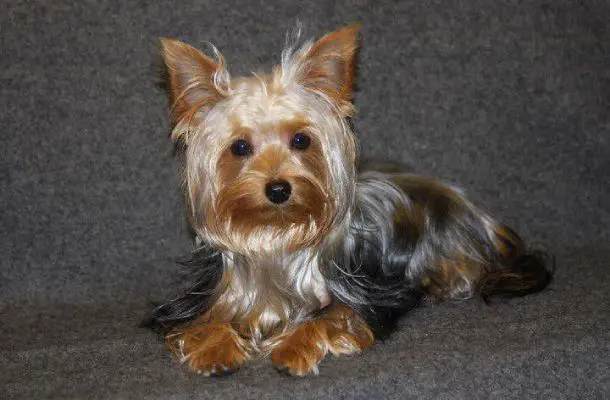 yorkshire terrier on a sofa