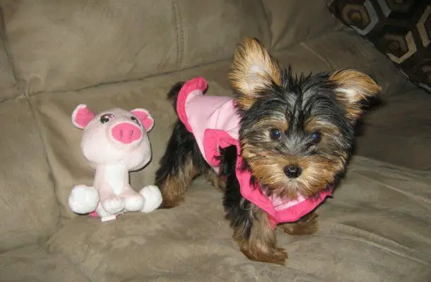 yorkie girl with a toy