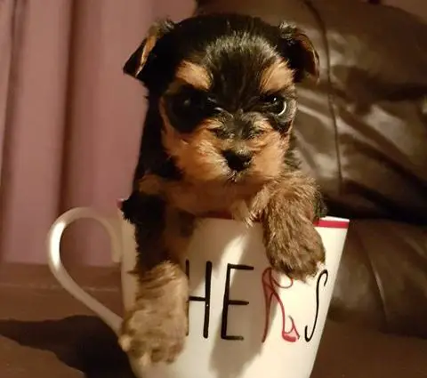 yorkie in a mug