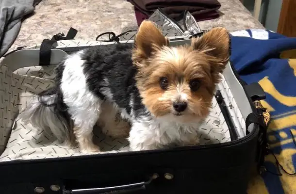 yorkie in a suitcase