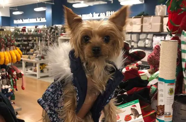 yorkie with a coat in a store