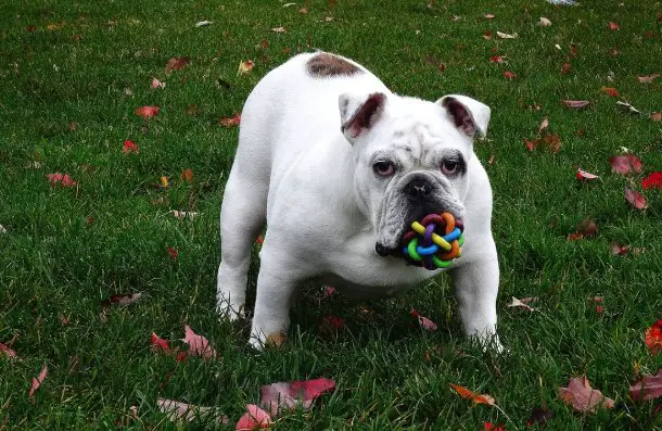 BULLDOG WITH A TOY