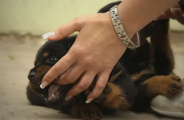 Rottweiler licking the hand of a person