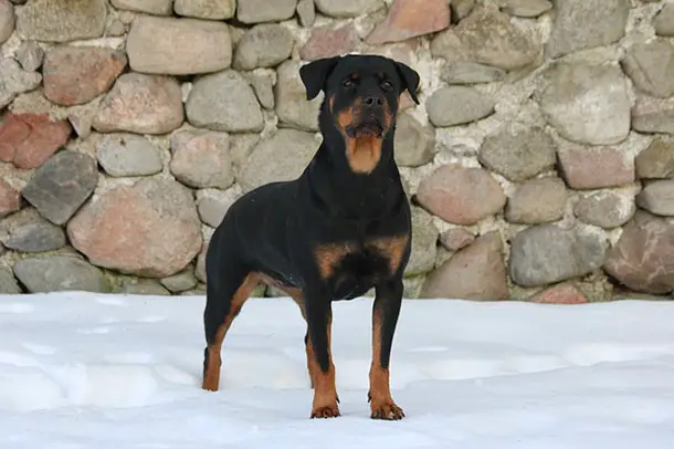 Rottweiler on the snow