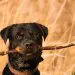 rottweiler with branch in the mouth