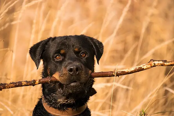 Rottweiler with a branch in the mouth