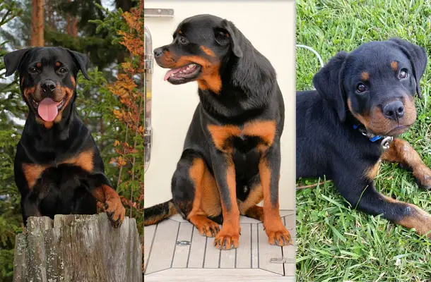 collage of rottweilers
