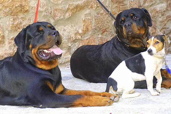 two rottweilers with another dog