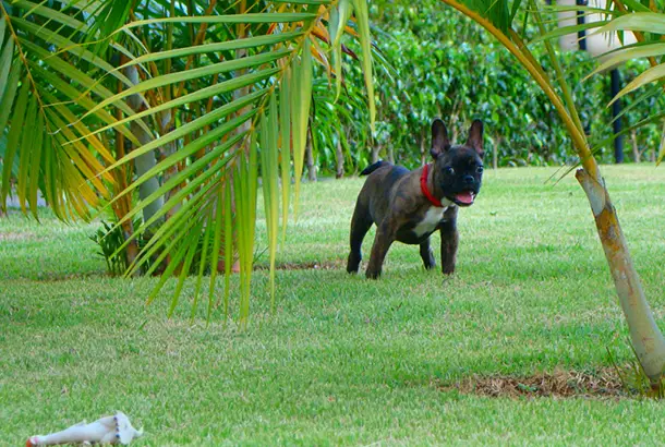 FRENCH BULLDOG on the grass
