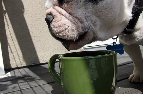 FRENCH BULLDOG drinking from a mug