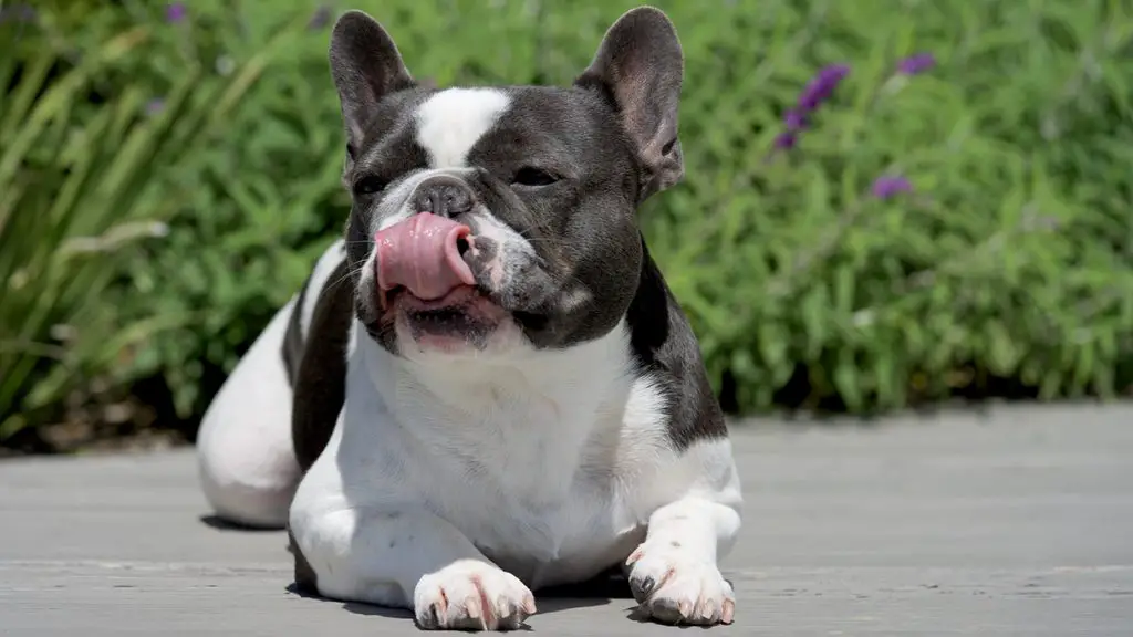 FRENCH BULLDOG licking her face