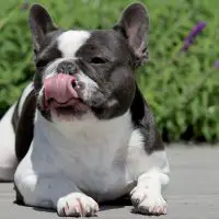 FRENCH BULLDOG licking her face