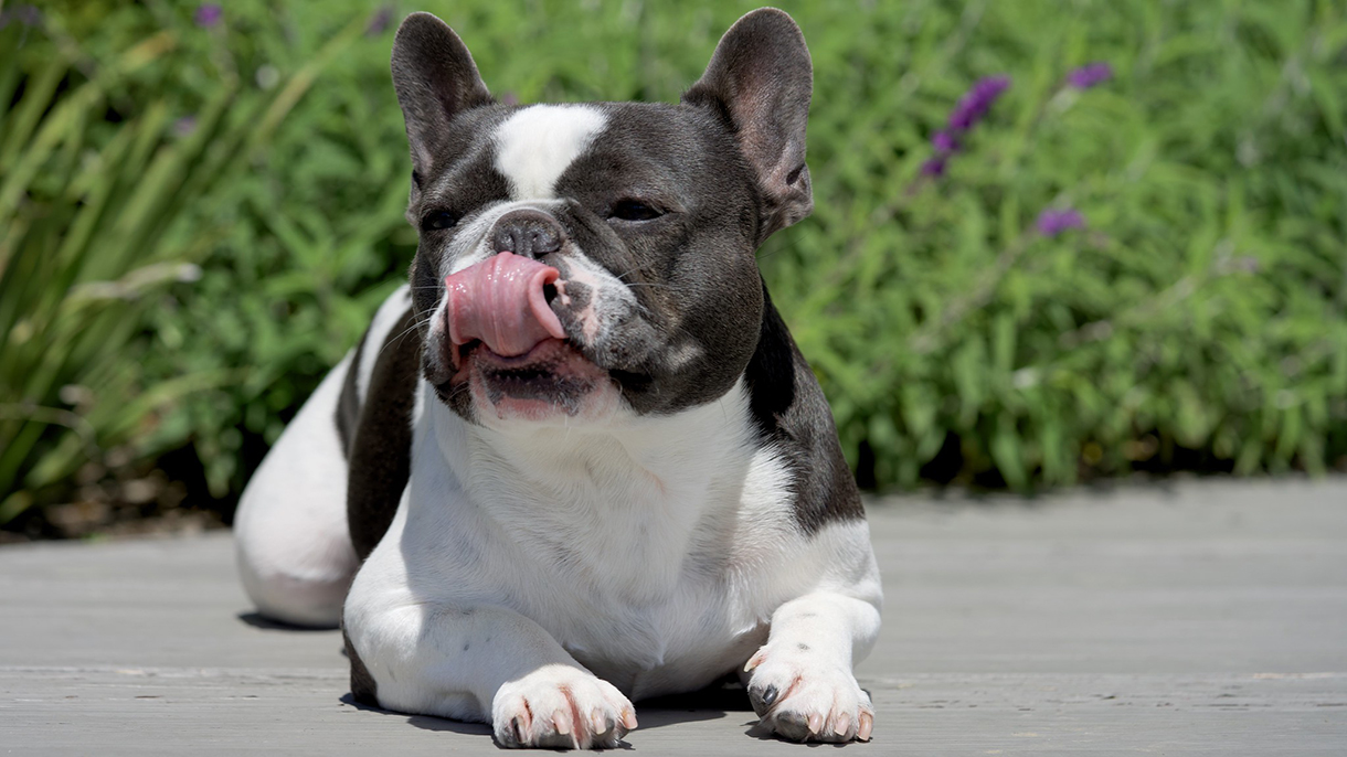 5 French Bulldog Eye Problems Symptoms and Treatment