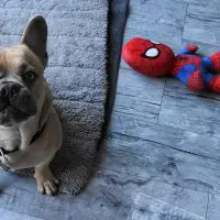FRENCH BULLDOG with a toy