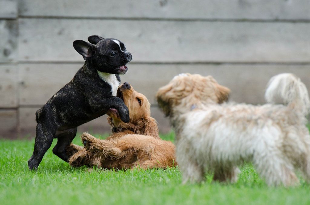 FRENCH BULLDOG playing with other pets