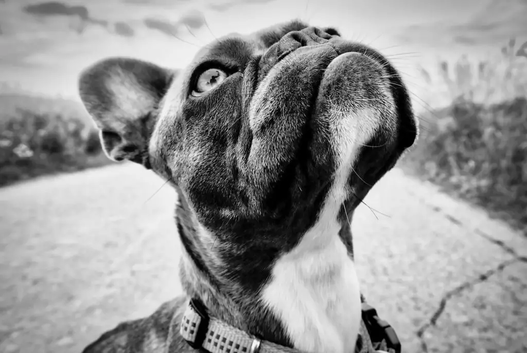 FRENCH BULLDOG black and white picture