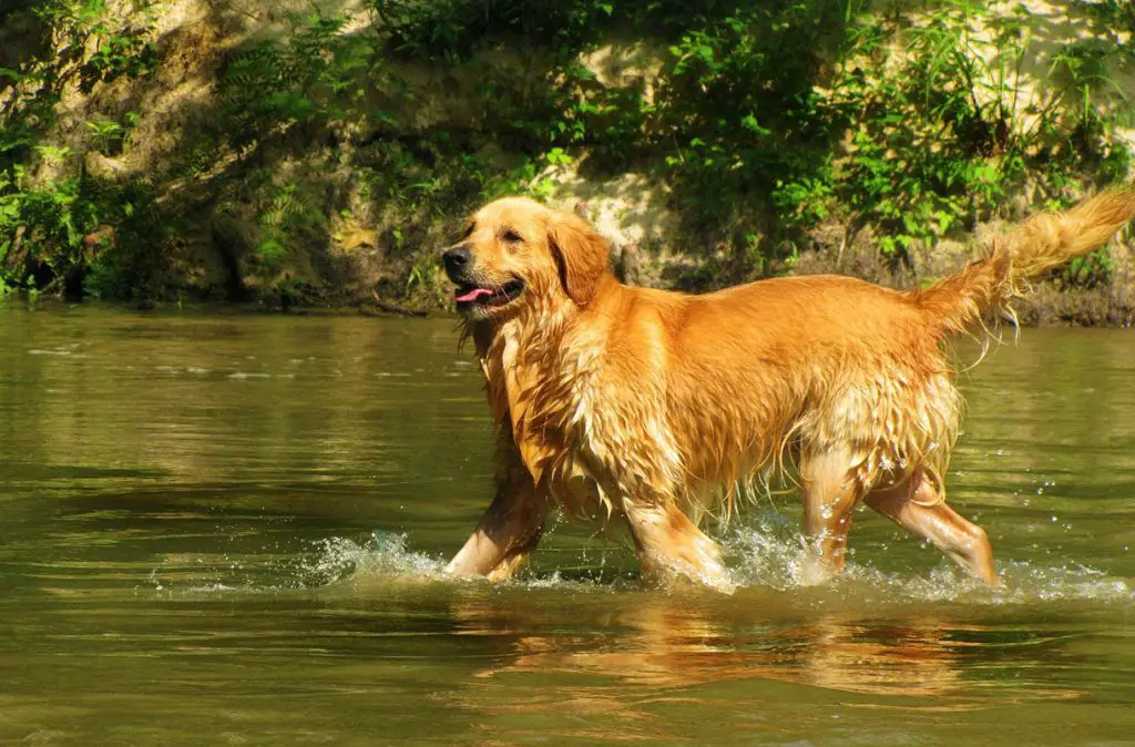 Golden retriever walking in the water