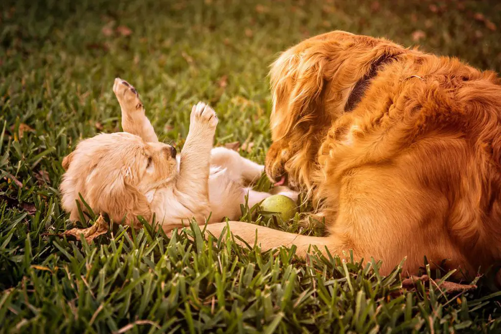 Golden retriever playing with a puppy