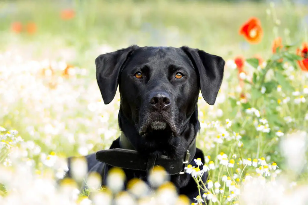 Labrador Retriever on a garden