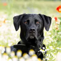 Labrador Retriever on a garden