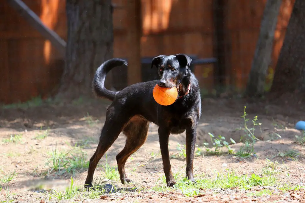 Labrador Retriever with a ball