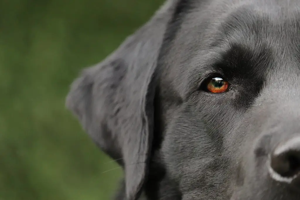 Labrador Retriever close up face
