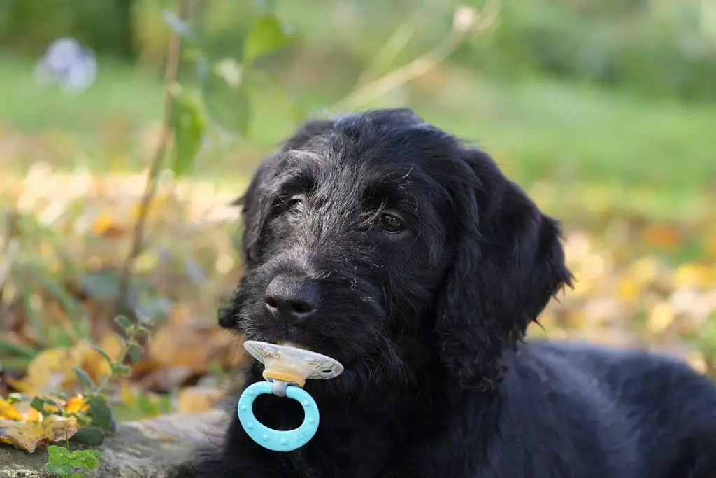 POODLE WITH A PACIFIER