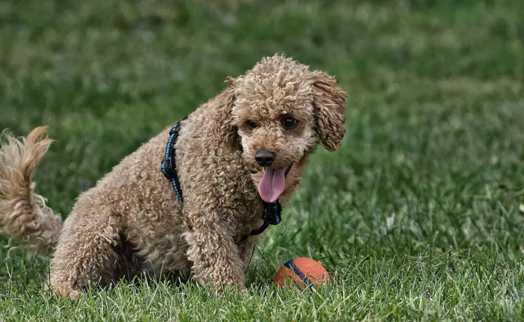 POODLE PLAYING WITH A BALL