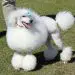 POODLE COMPETITION