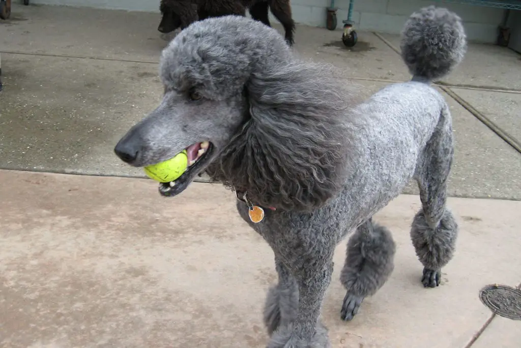 POODLE WITH A BALL