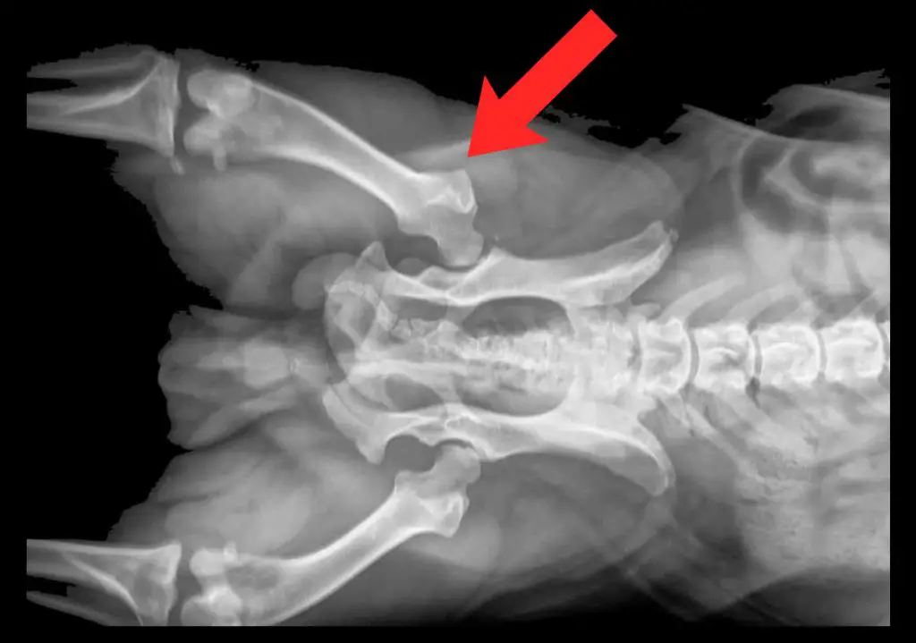 X rays hip dysplasia bulldog