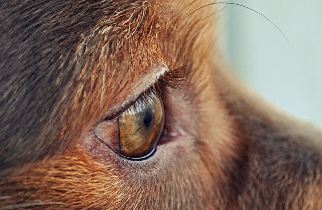australian shepherd eyes