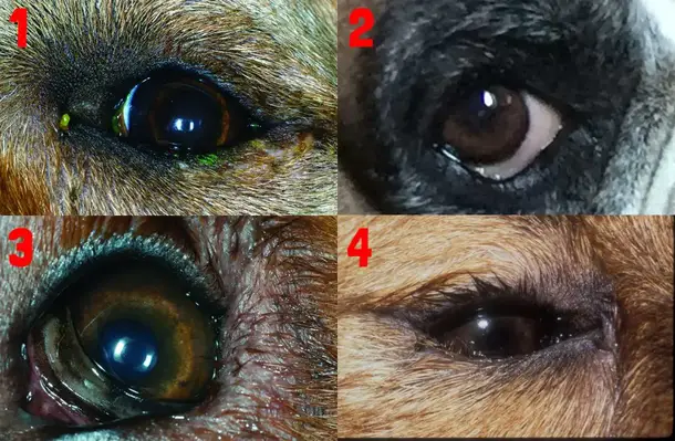 Dogs eyes