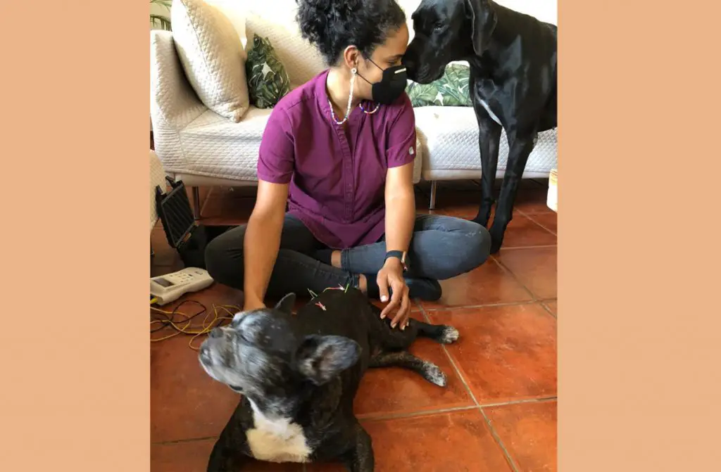 Marcelle Landestoy with a french bulldog patient 2