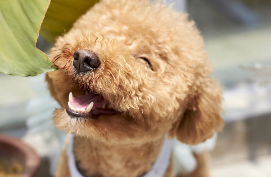 POODLE PUPPY SMILING