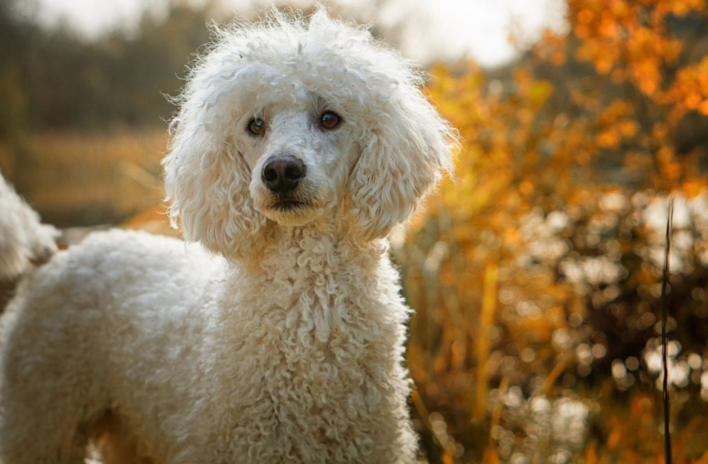 POODLE STANDING UP