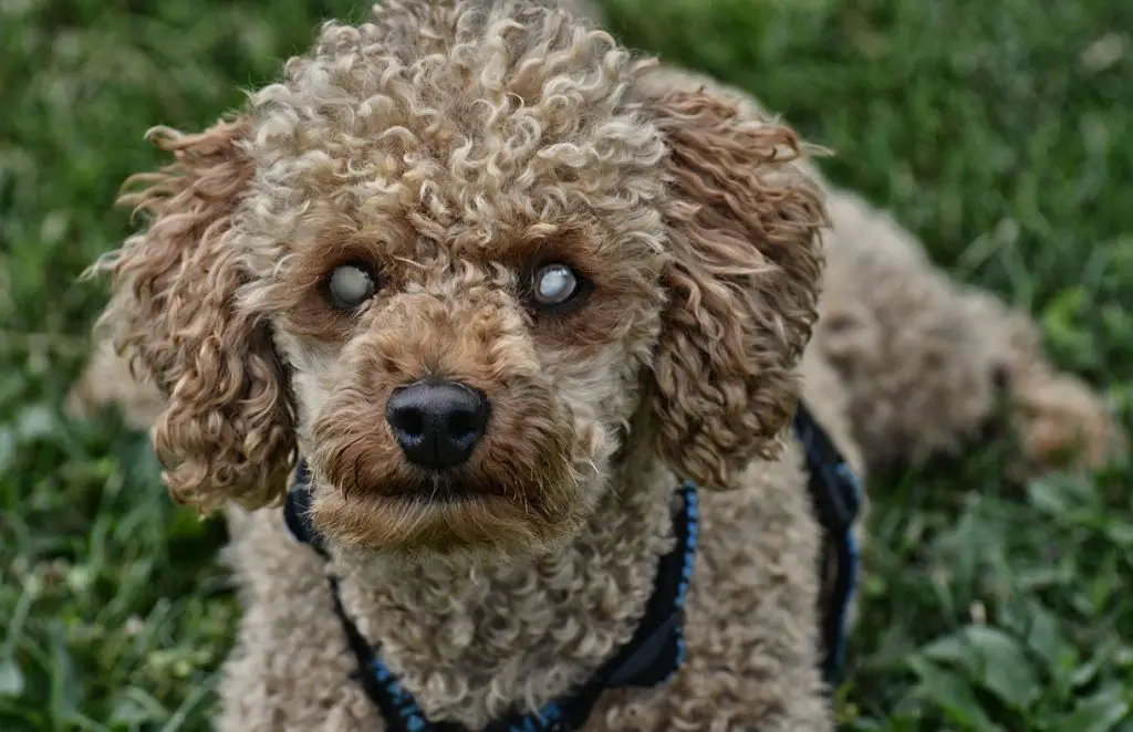 poodle cataracts