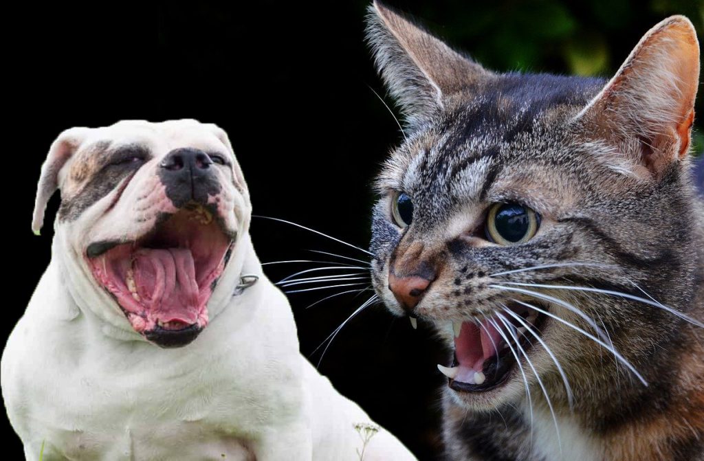 angry english bulldog with angry cat