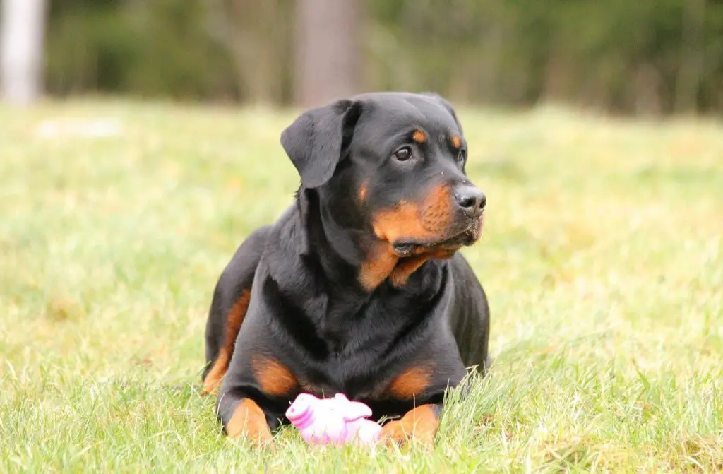 conclusion eye problems rottweiler