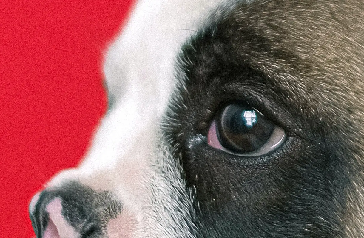 5 French Bulldog Eye Problems Symptoms and Treatment