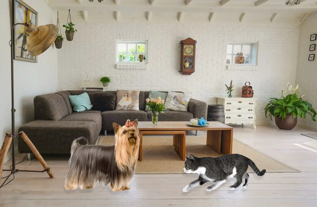 yorkie and cat living room