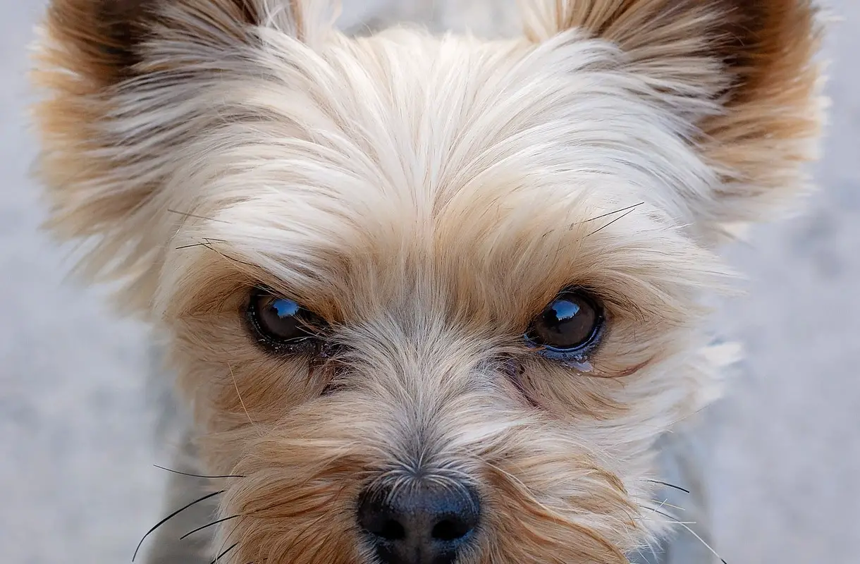 7 probleme comune ale ochilor la câini: cum să le preveniți și să le rezolvați