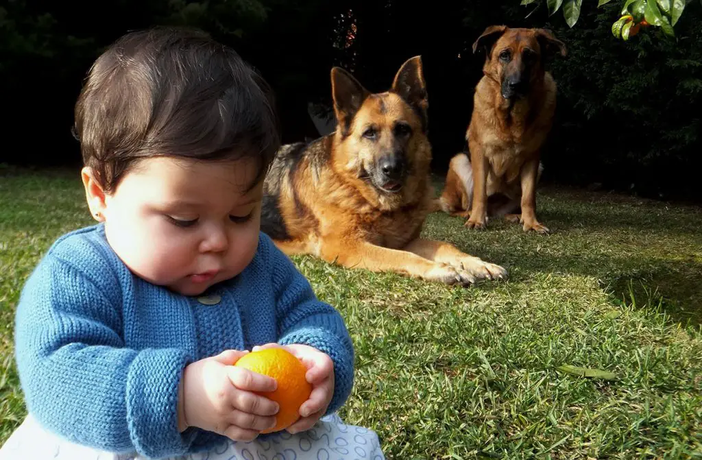 GERMAN SHEPHERDS AND A BABY