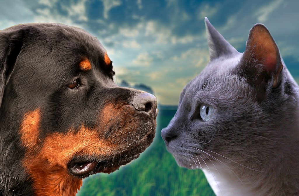 CAT AND ROTTWEILER
