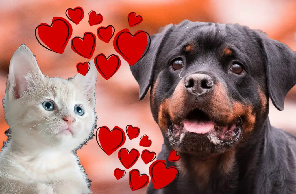 CAT AND ROTTWEILER LOVE