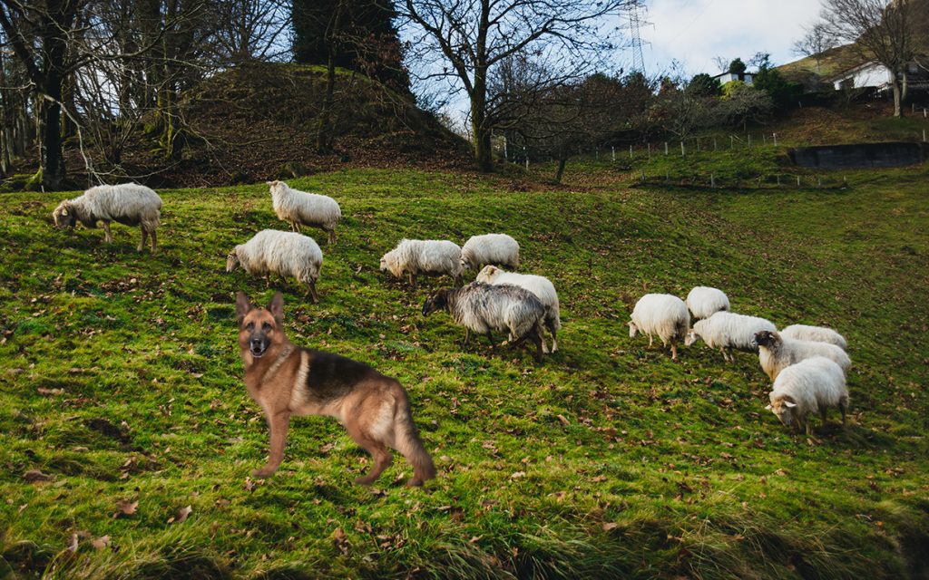 GERMAND SHEPHERD HERDING SHEEPS