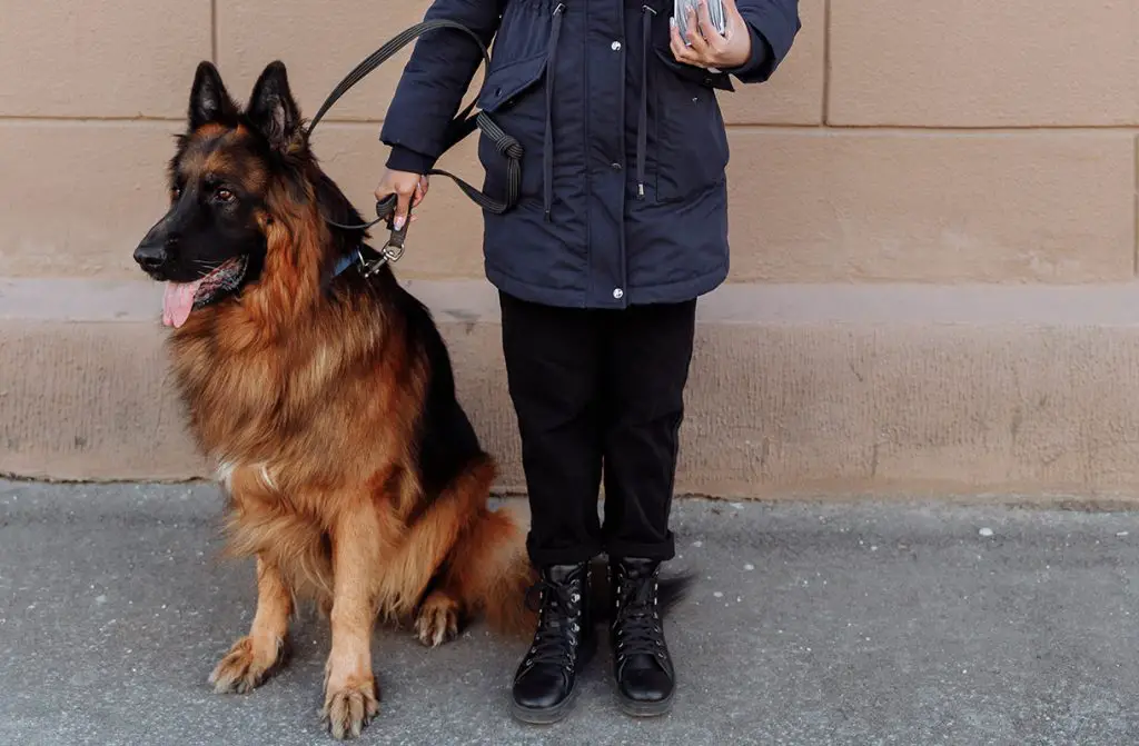 GERMAN SHEPHERD WITH A PERSON
