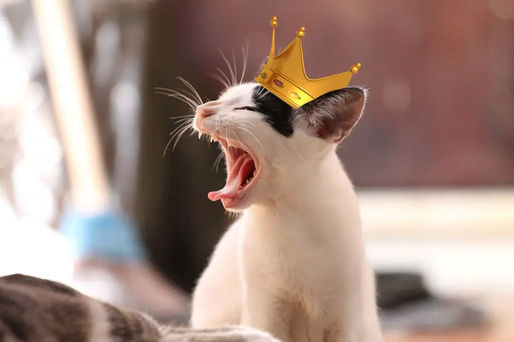 cat with a crown