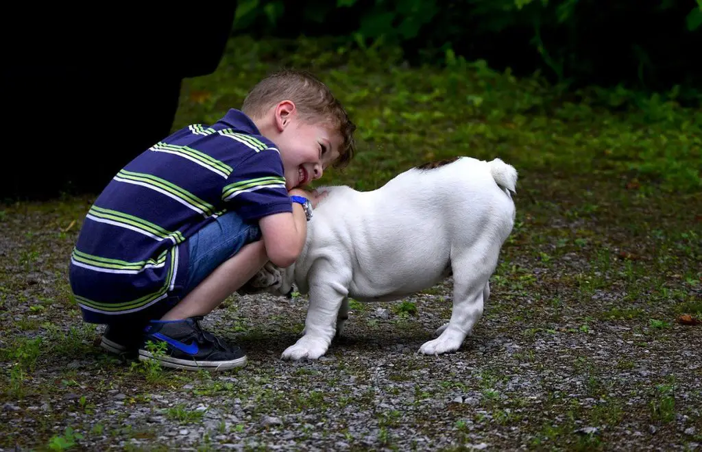 Bulldog hugging a kid