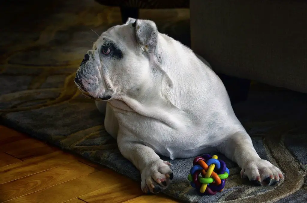 Bulldog on the living room